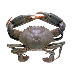 Sea Crab Whole (1 kg ) ( Blue )